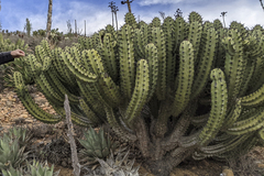 Myrtillocactus cochal