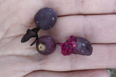 Myrtillocactus cochal