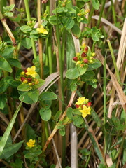 Hypericum tetrapterum