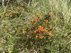 Pultenaea procumbens