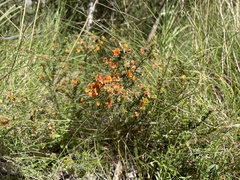 Pultenaea procumbens