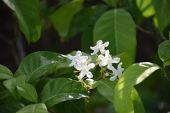 Tabernaemontana alba