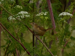 Cistothorus platensis