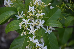 Tabernaemontana alba