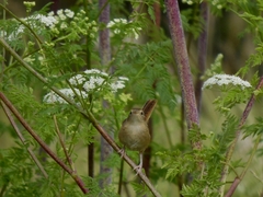 Cistothorus platensis