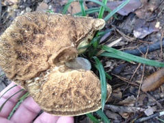 Leccinellum rugosiceps