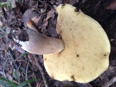 Leccinellum rugosiceps