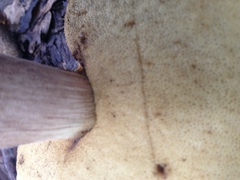 Leccinellum rugosiceps