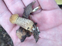 Leccinellum rugosiceps
