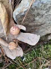 Atrusca quercuscentricola