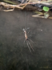 Tetragnathidae