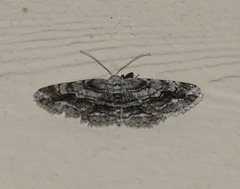 Stenoporpia vernata
