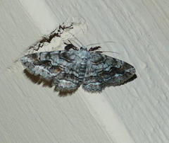 Stenoporpia vernata