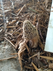 Morchella rufobrunnea
