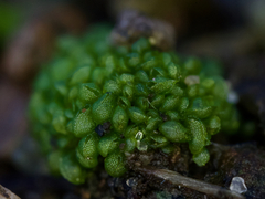 Sphaerocarpos texanus