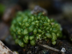 Sphaerocarpos texanus