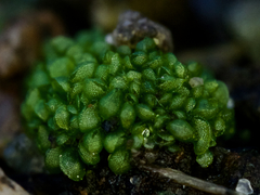 Sphaerocarpos texanus