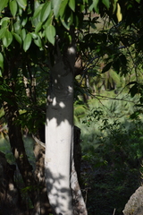 Cinnamomum burmanni