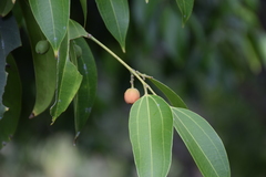 Cinnamomum burmanni