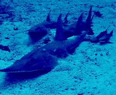 Rhynchobatus australiae