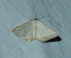 Taeniogramma mendicata