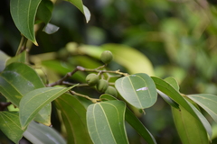 Cinnamomum burmanni