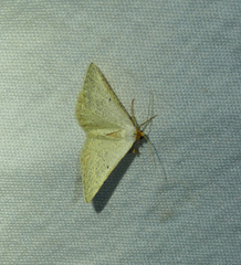 Taeniogramma mendicata