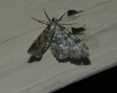 Zenophleps obscurata