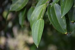 Cinnamomum burmanni