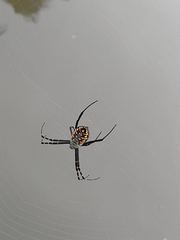 Argiope catenulata