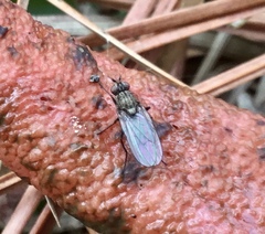 Fucellia