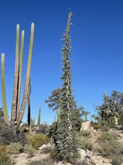 Fouquieria columnaris