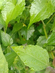Physocephala marginata