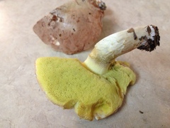 Hemileccinum