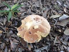 Hemileccinum