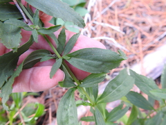 Eupatorium semiserratum