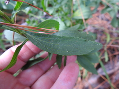 Eupatorium semiserratum