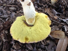 Hemileccinum