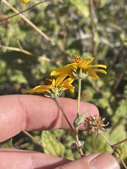 Bahiopsis triangularis