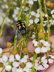 Castiarina adelaidae