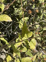 Bahiopsis triangularis