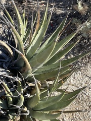 Agave deserti