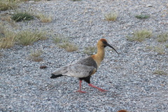 Theristicus melanopis
