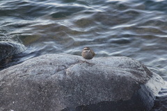 Cinclodes patagonicus
