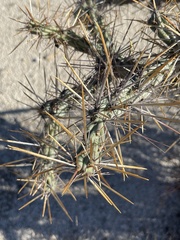 Cylindropuntia molesta