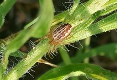 Larinia