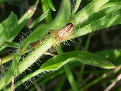 Larinia