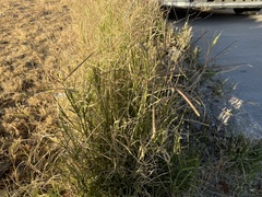 Gutierrezia microcephala