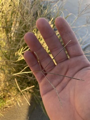 Gutierrezia microcephala