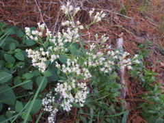 Eupatorium semiserratum